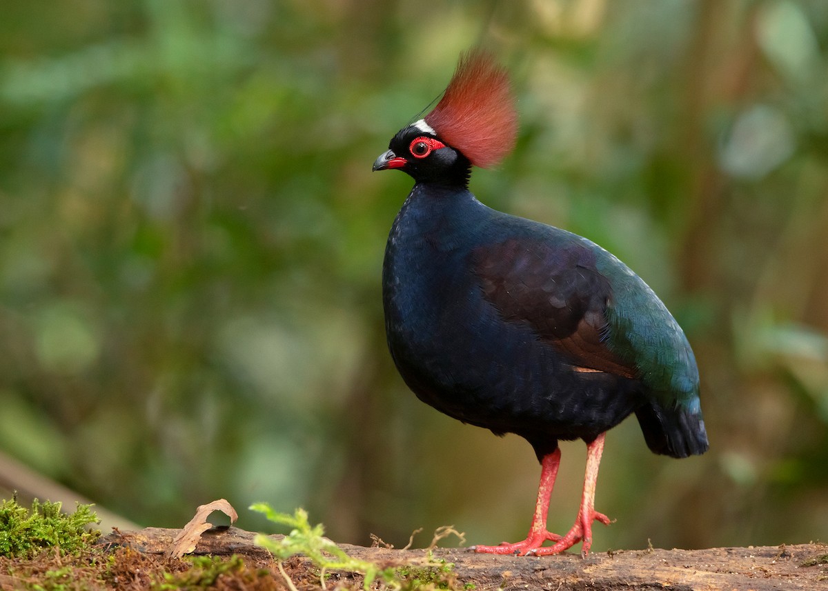 Crested Partridge - ML544214451