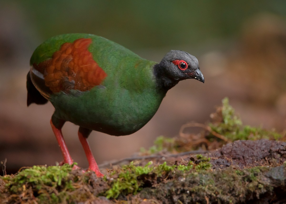 Crested Partridge - ML544214461