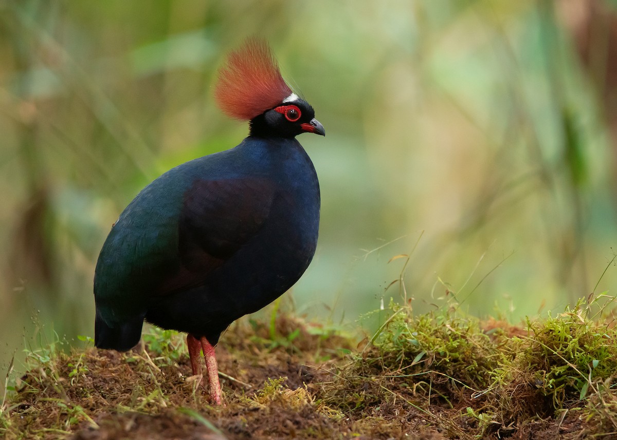 Crested Partridge - ML544214471