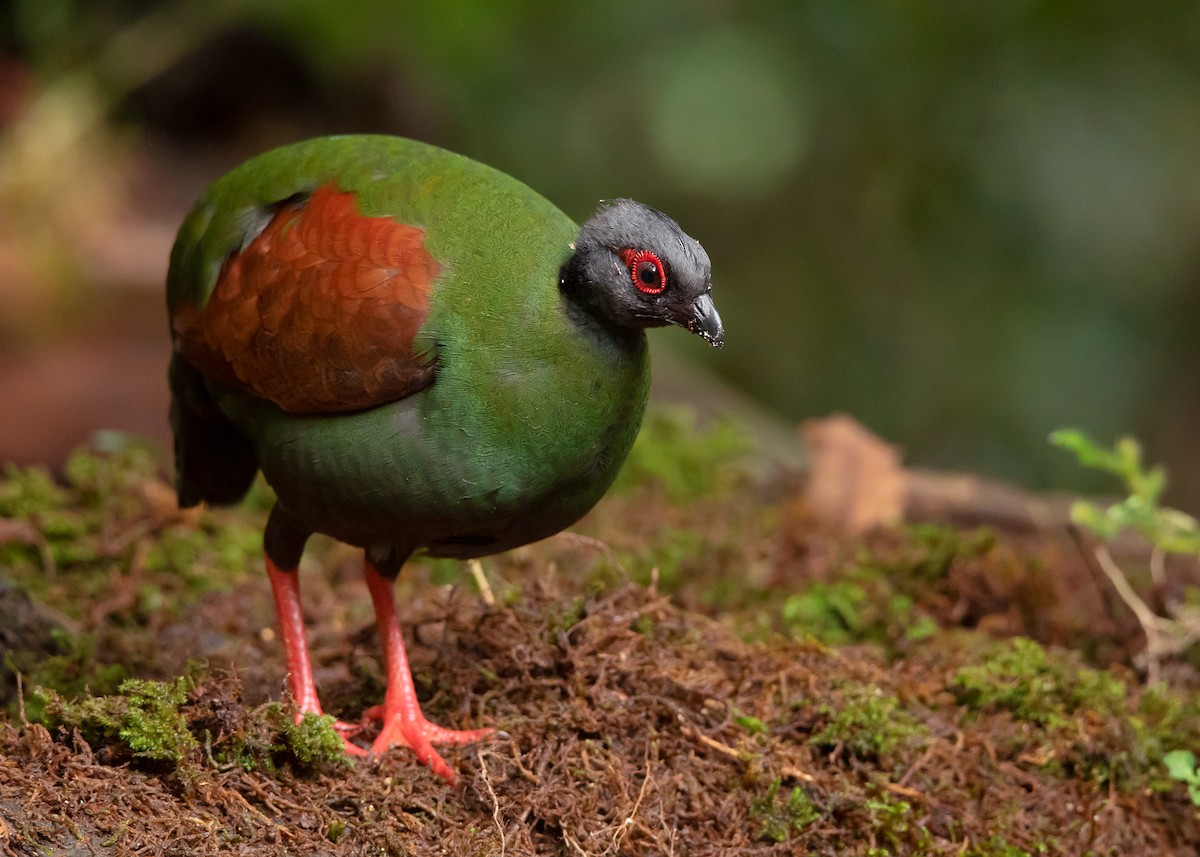 Crested Partridge - ML544214481