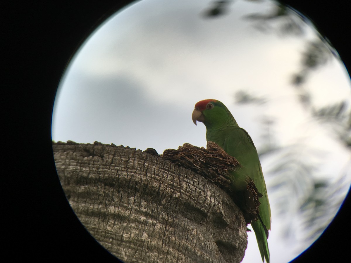 Red-crowned Parrot - ML54421721