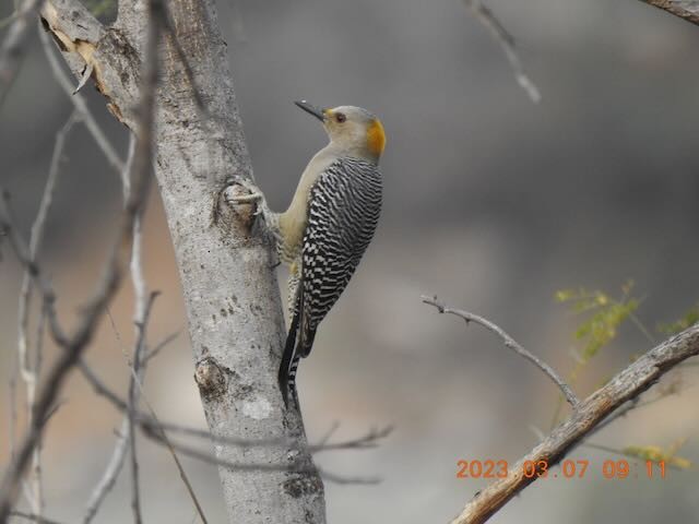 Golden-fronted Woodpecker (West Mexico) - ML544218031