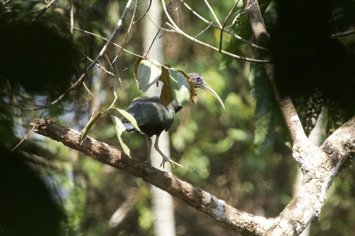 ibis zelený - ML544220891