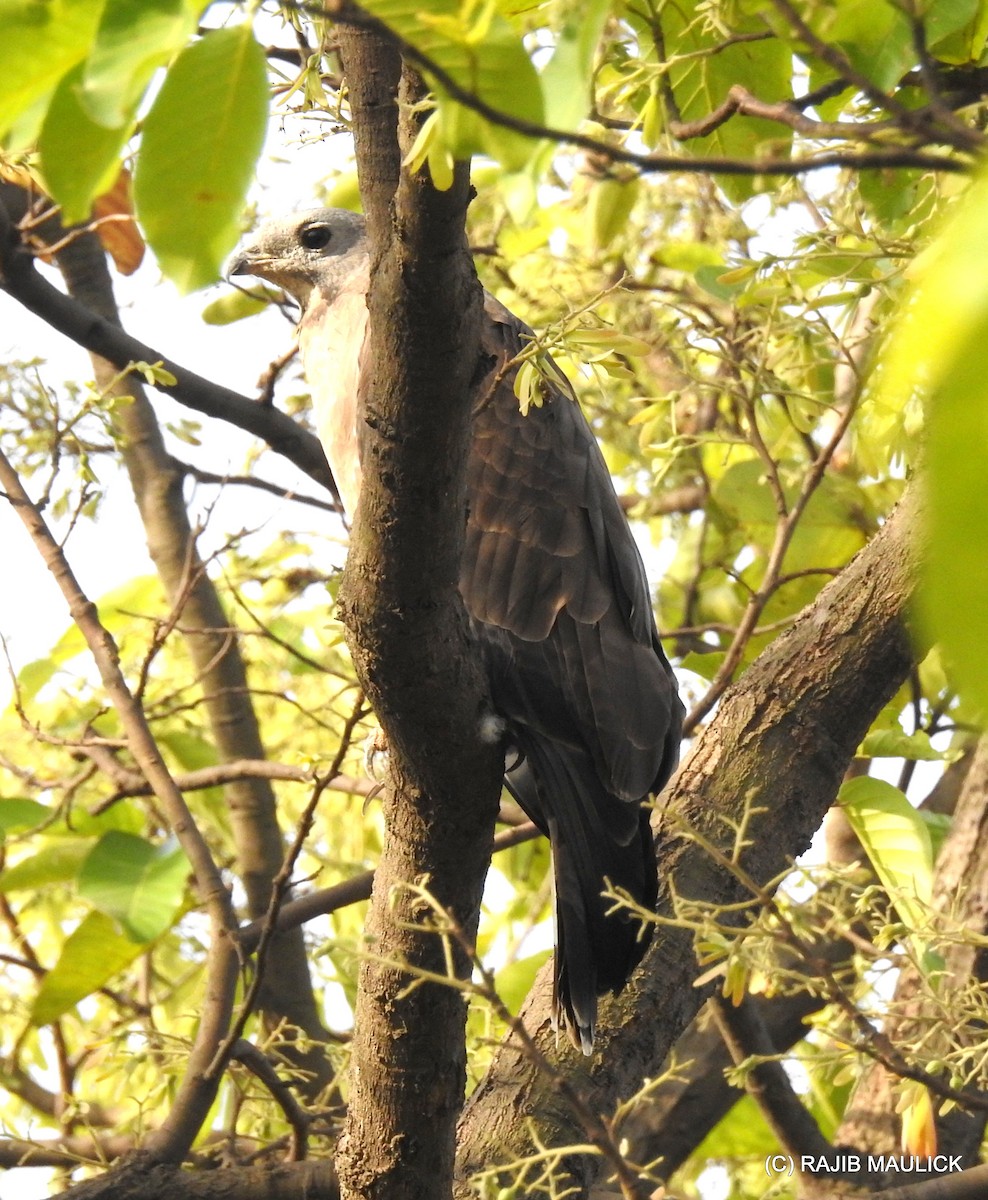 Oriental Honey-buzzard - Rajib Maulick