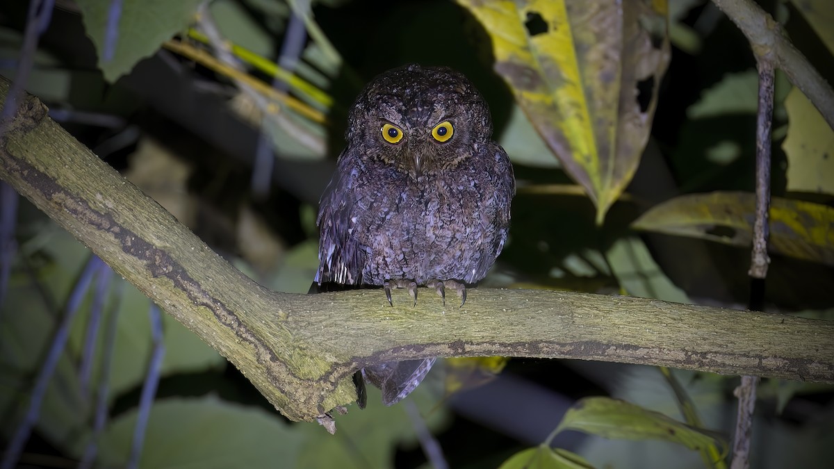 Sulawesi Scops-Owl - ML544222461