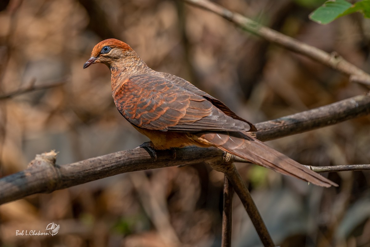 Little Cuckoo-Dove - Yudthana Laophadungruchakorn