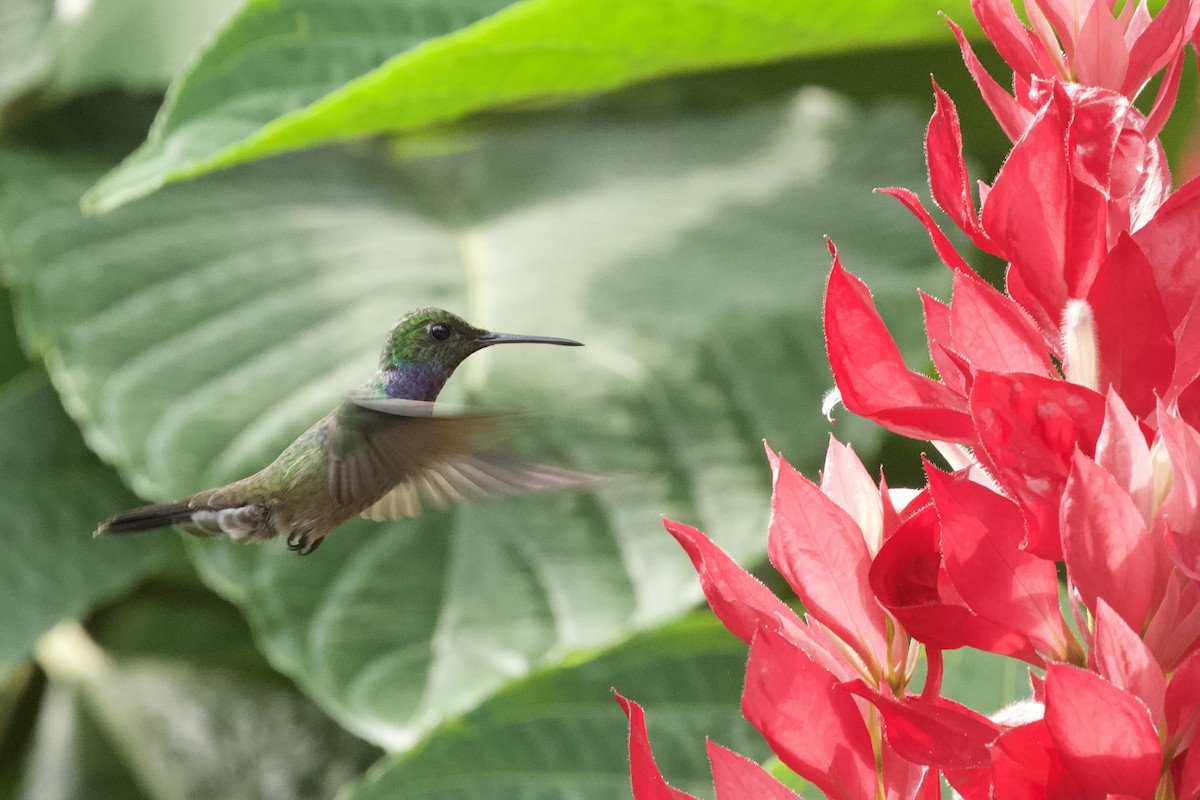 Blue-chested Hummingbird - ML544223421