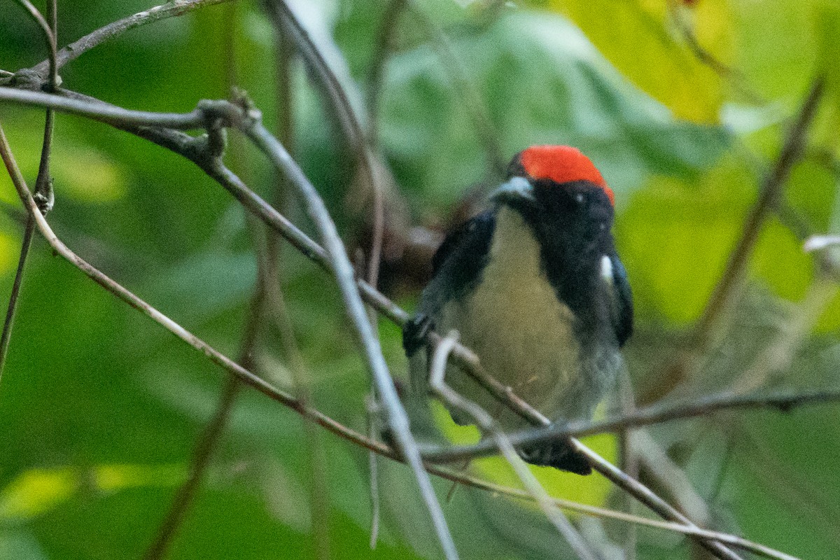 Scarlet-backed Flowerpecker - ML544227741