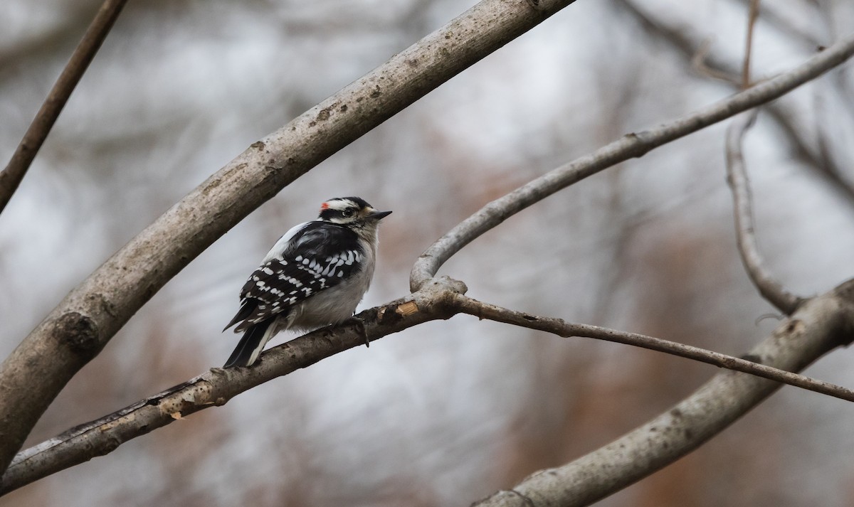 Downy Woodpecker (Eastern) - ML544228641
