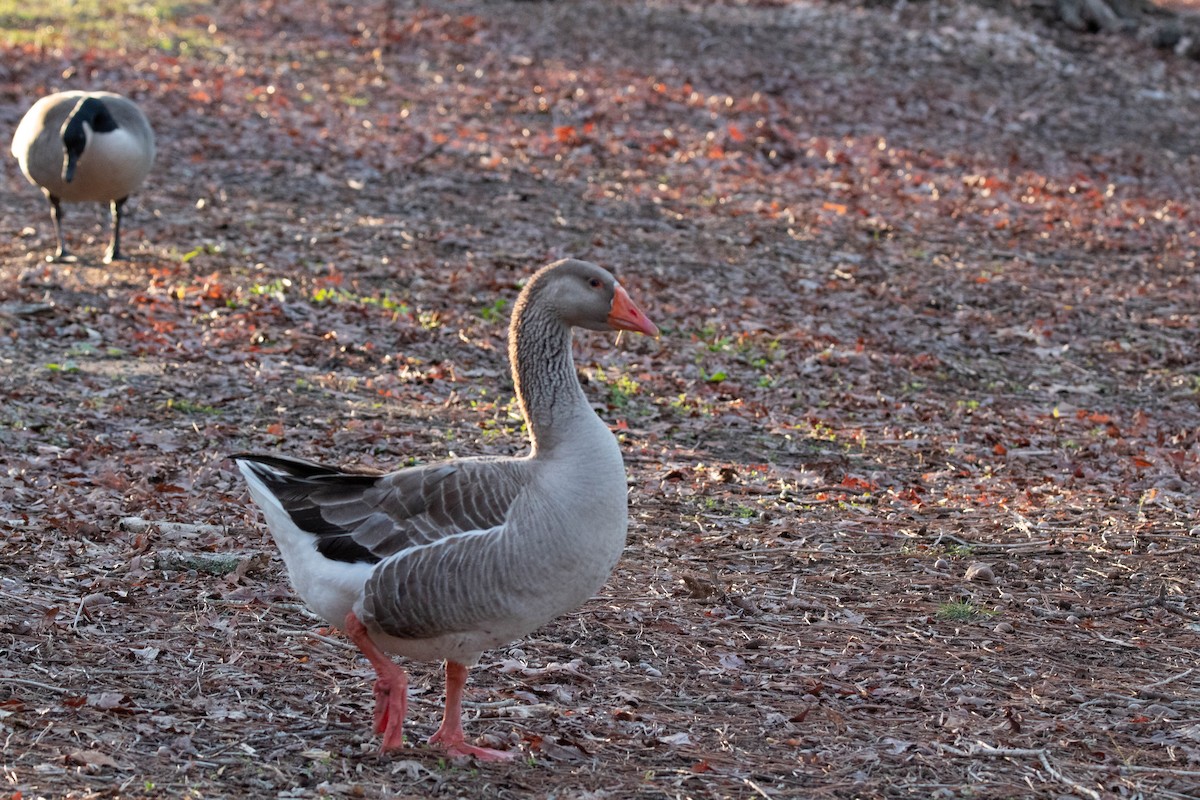 Graylag Goose (Domestic type) - ML544229821
