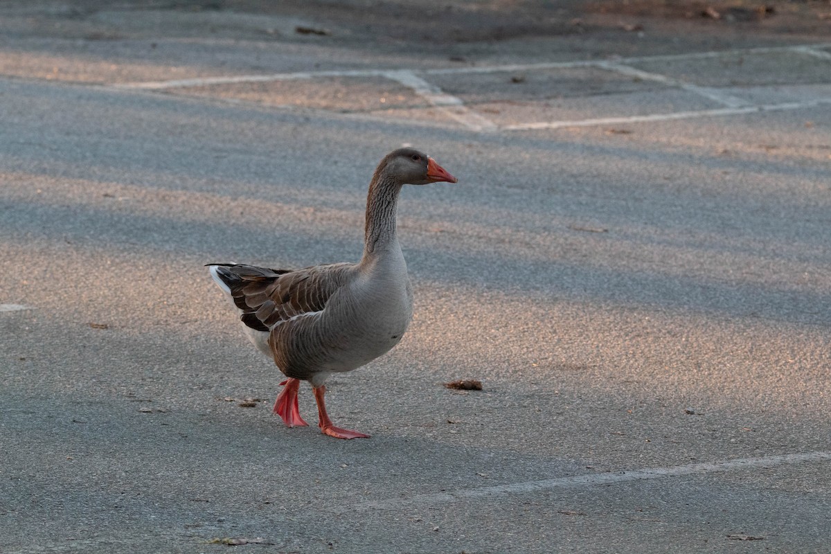 Graylag Goose (Domestic type) - ML544229831