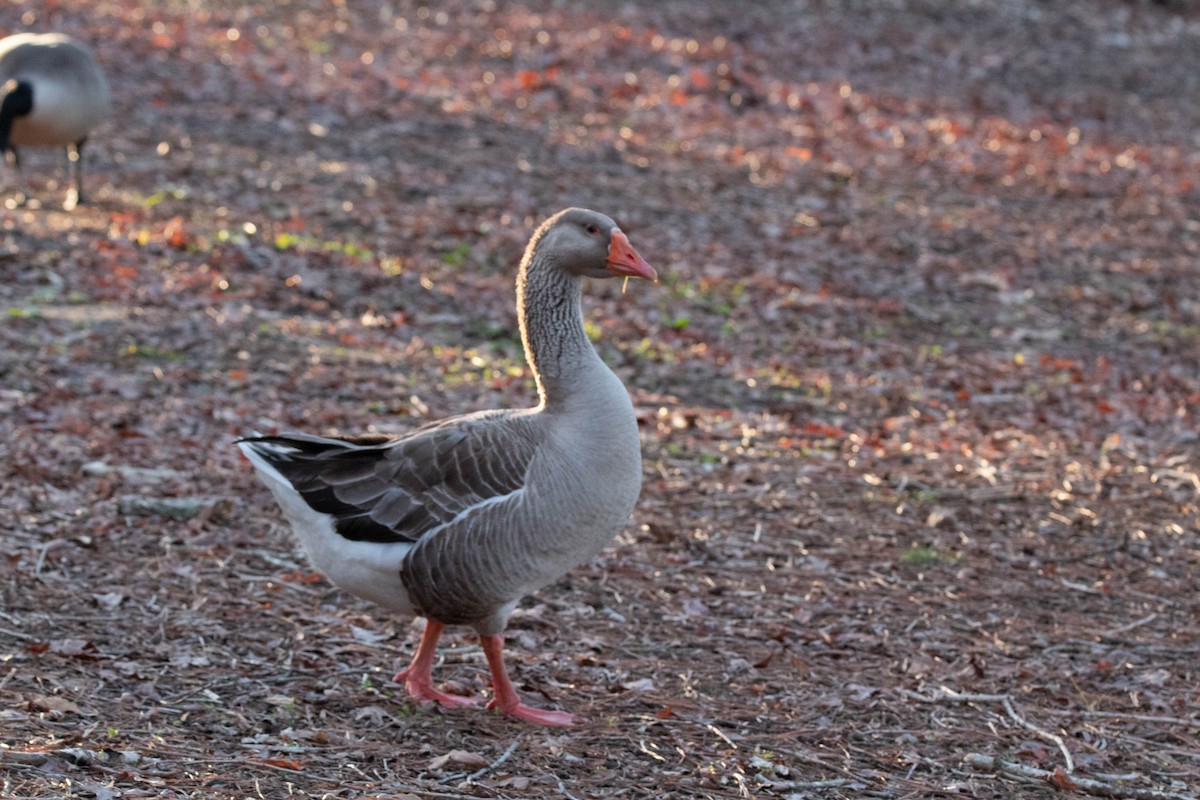 Graylag Goose (Domestic type) - ML544229841