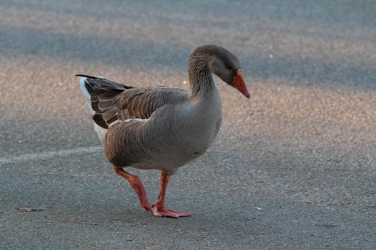 Graylag Goose (Domestic type) - ML544229871