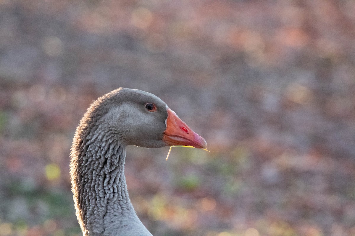 Graylag Goose (Domestic type) - ML544229881