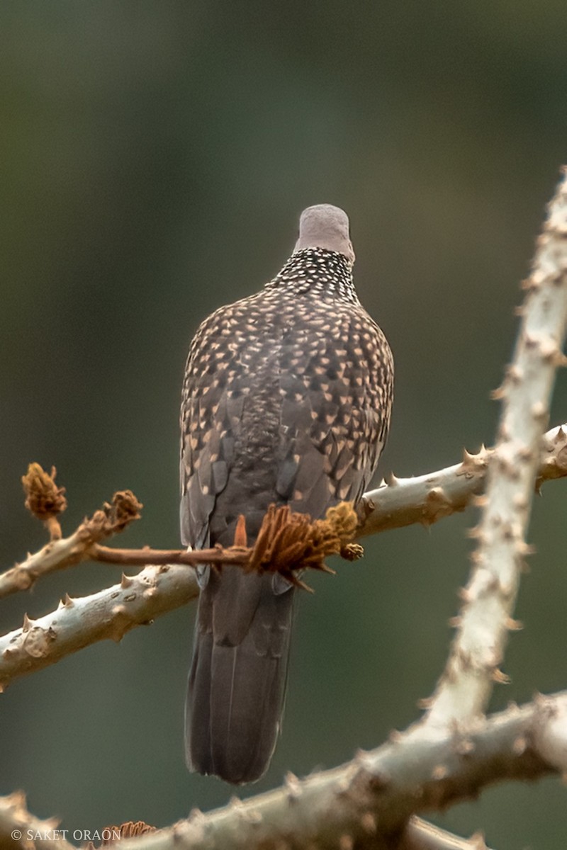 Spotted Dove - ML544232071