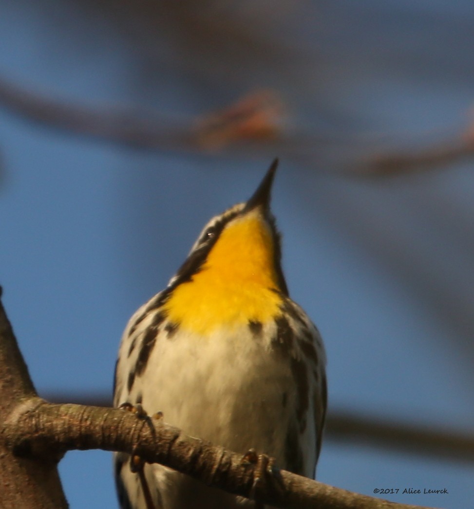 Yellow-throated Warbler - Anonymous