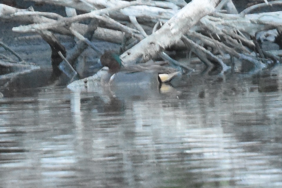 Green-winged Teal - ML544235941