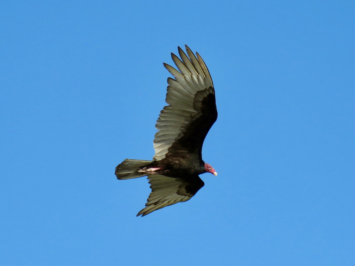 Turkey Vulture - ML54423651