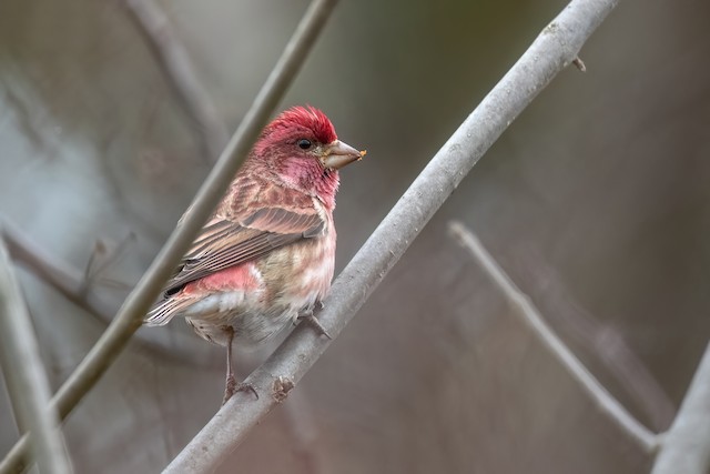 Purple Finch