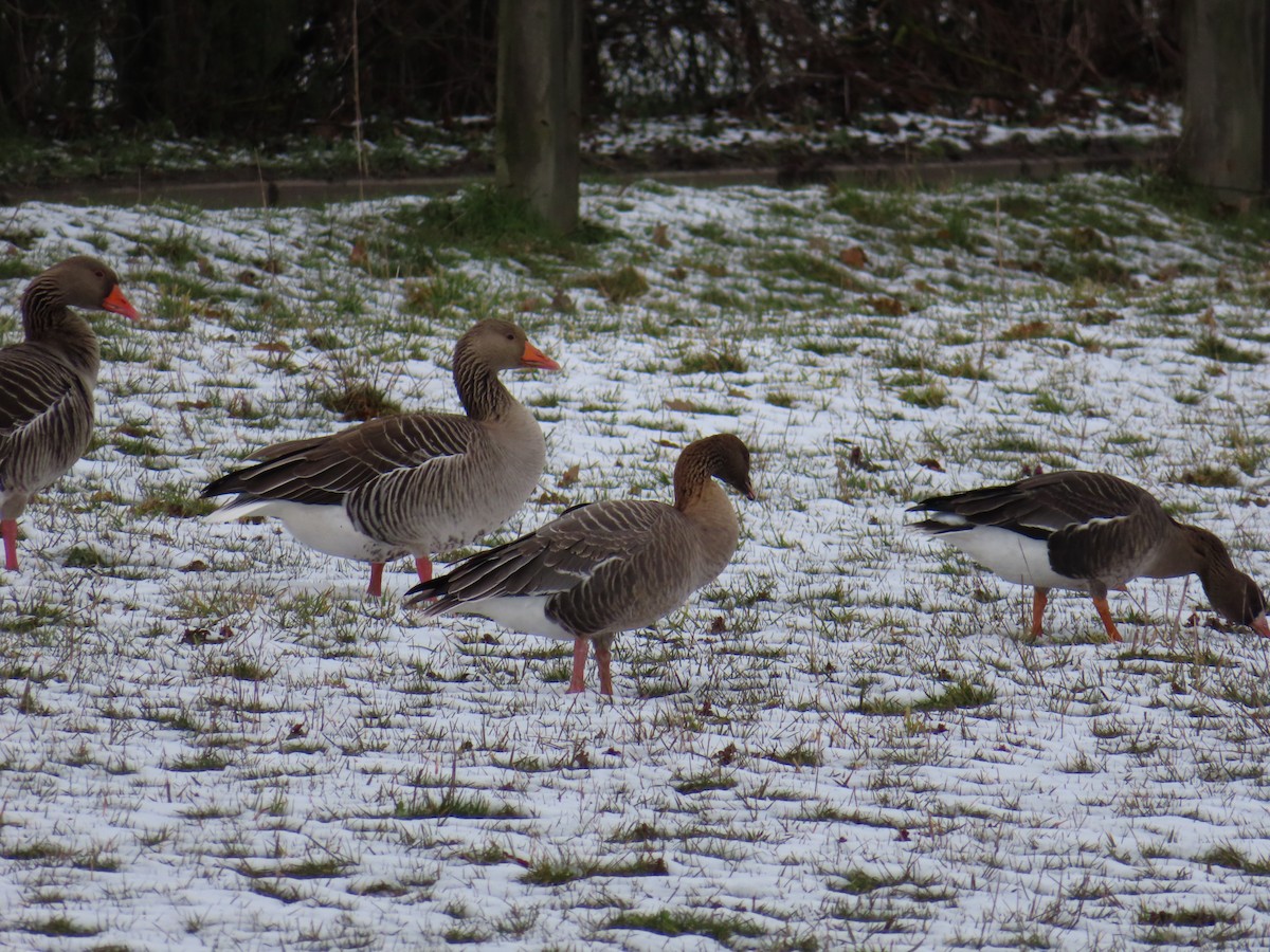 Pink-footed Goose - ML544247531
