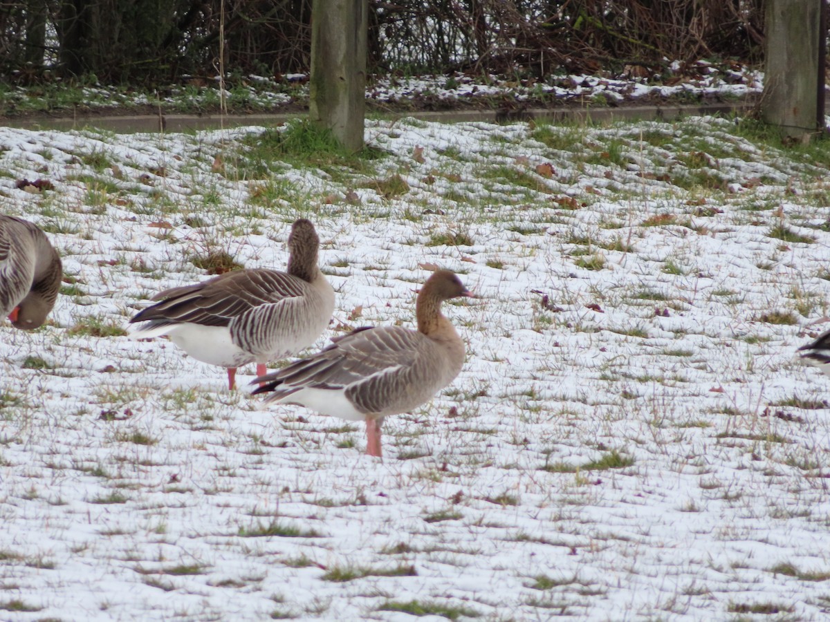 Pink-footed Goose - ML544247541