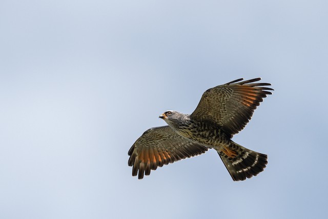 Plumbeous Kite ML544247611