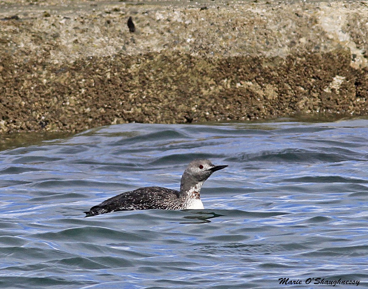 Red-throated Loon - ML54425021