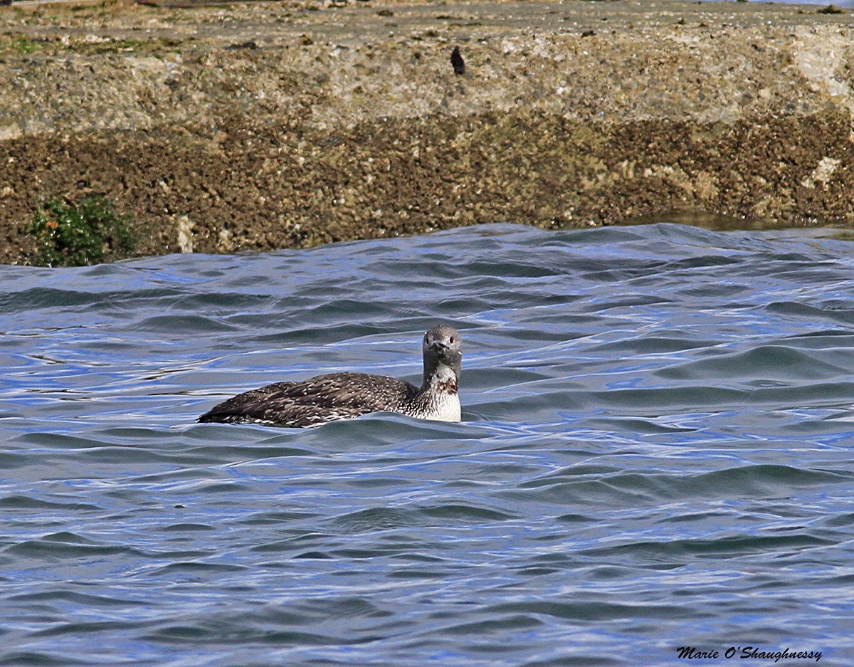 Red-throated Loon - ML54425161