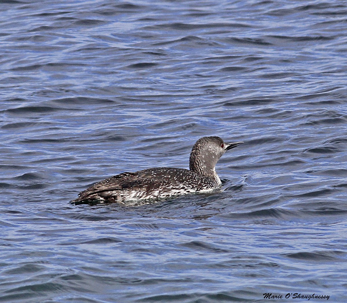 Red-throated Loon - ML54425281