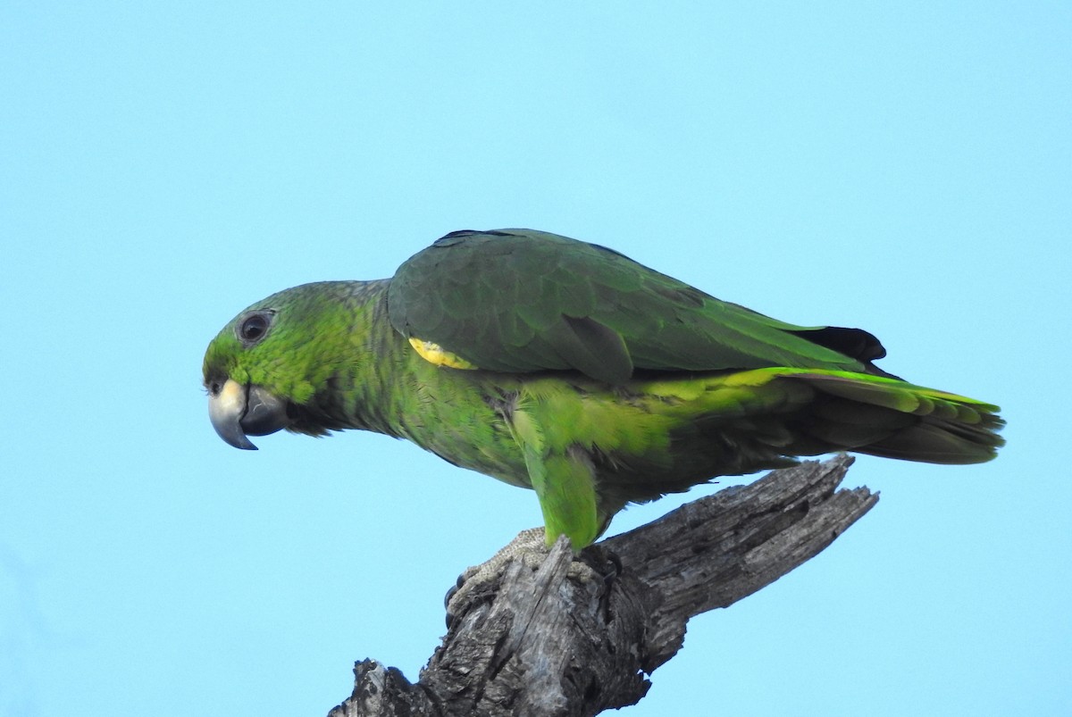 Scaly-naped Parrot - ML544252931