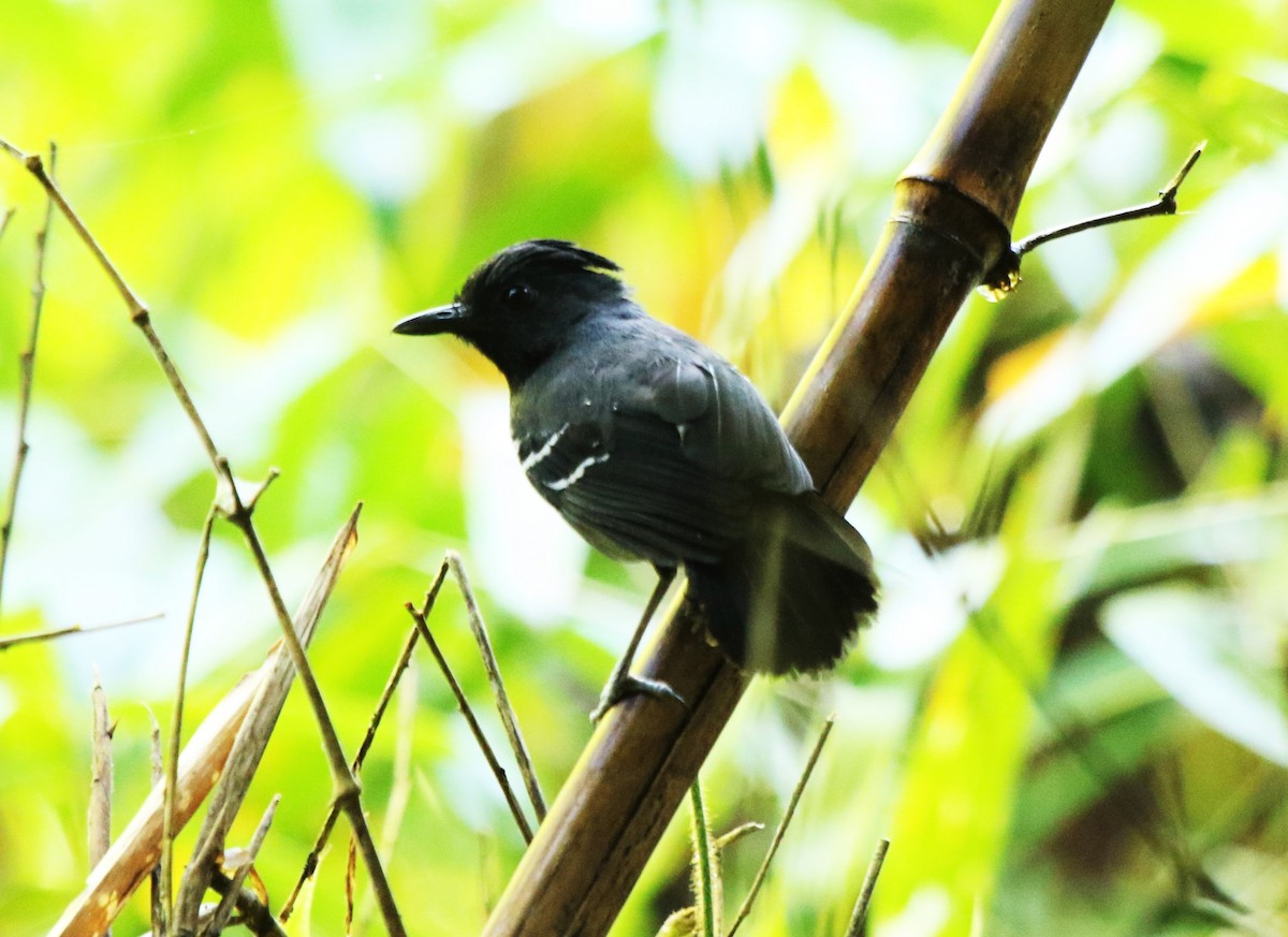 White-lined Antbird - ML544253681