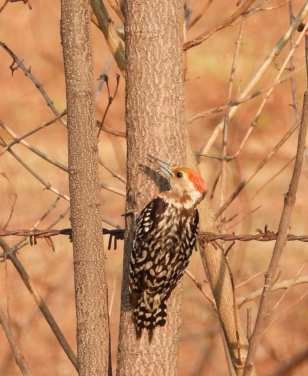 Yellow-crowned Woodpecker - ML544255881
