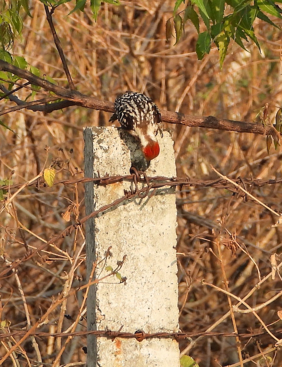 Yellow-crowned Woodpecker - ML544255891