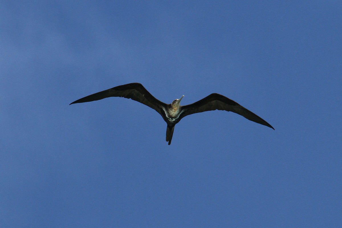 Lesser Frigatebird - ML54425901