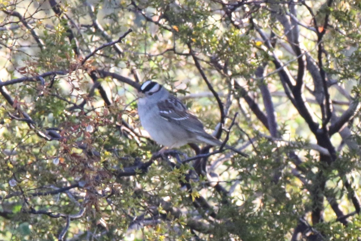 White-crowned Sparrow - ML544259191