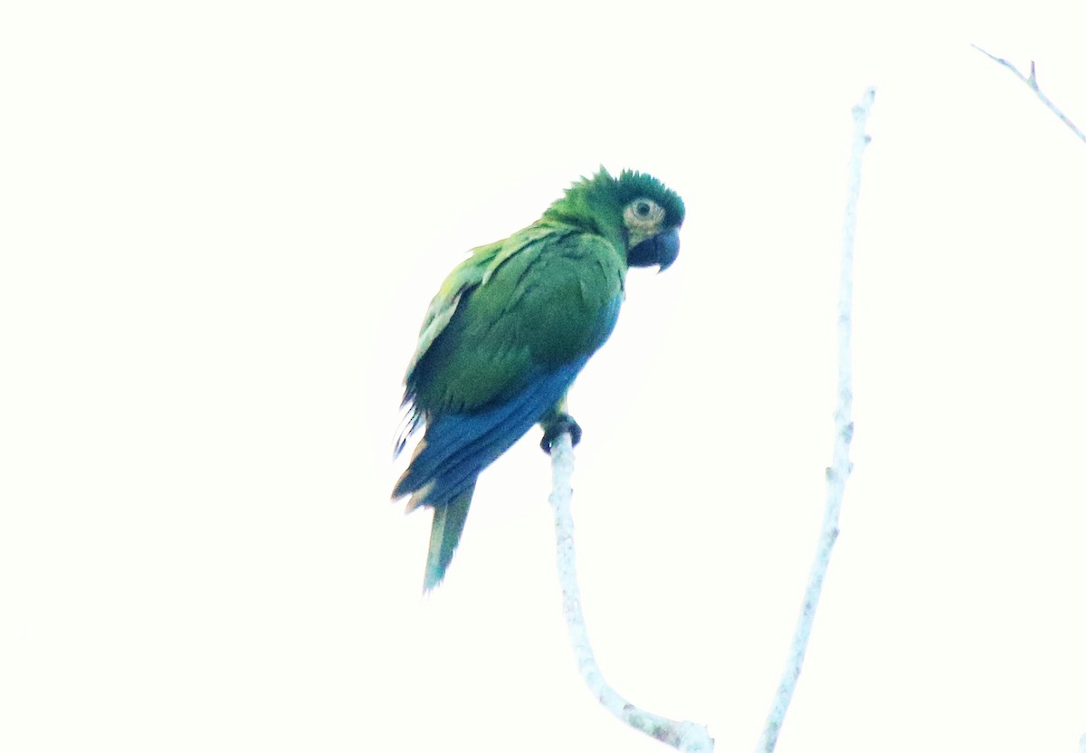 Chestnut-fronted Macaw - ML544259791