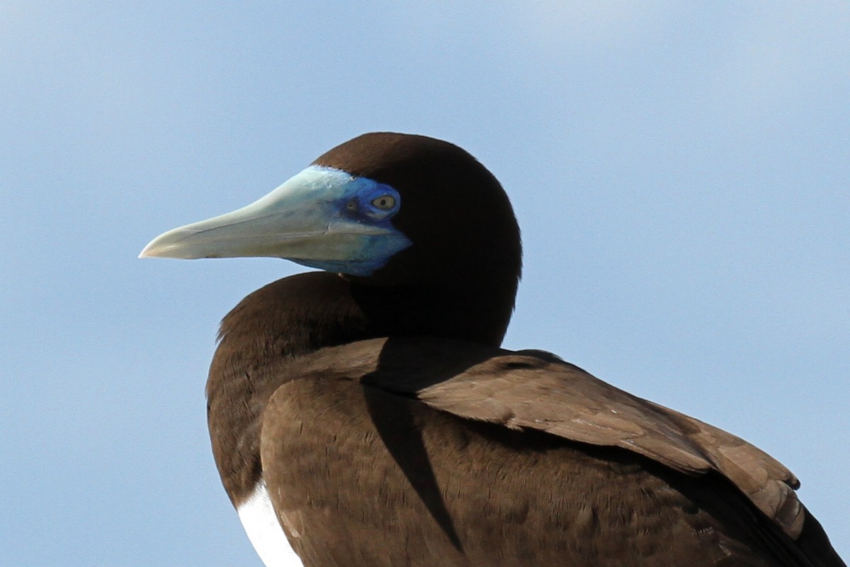 Brown Booby - ML54426021