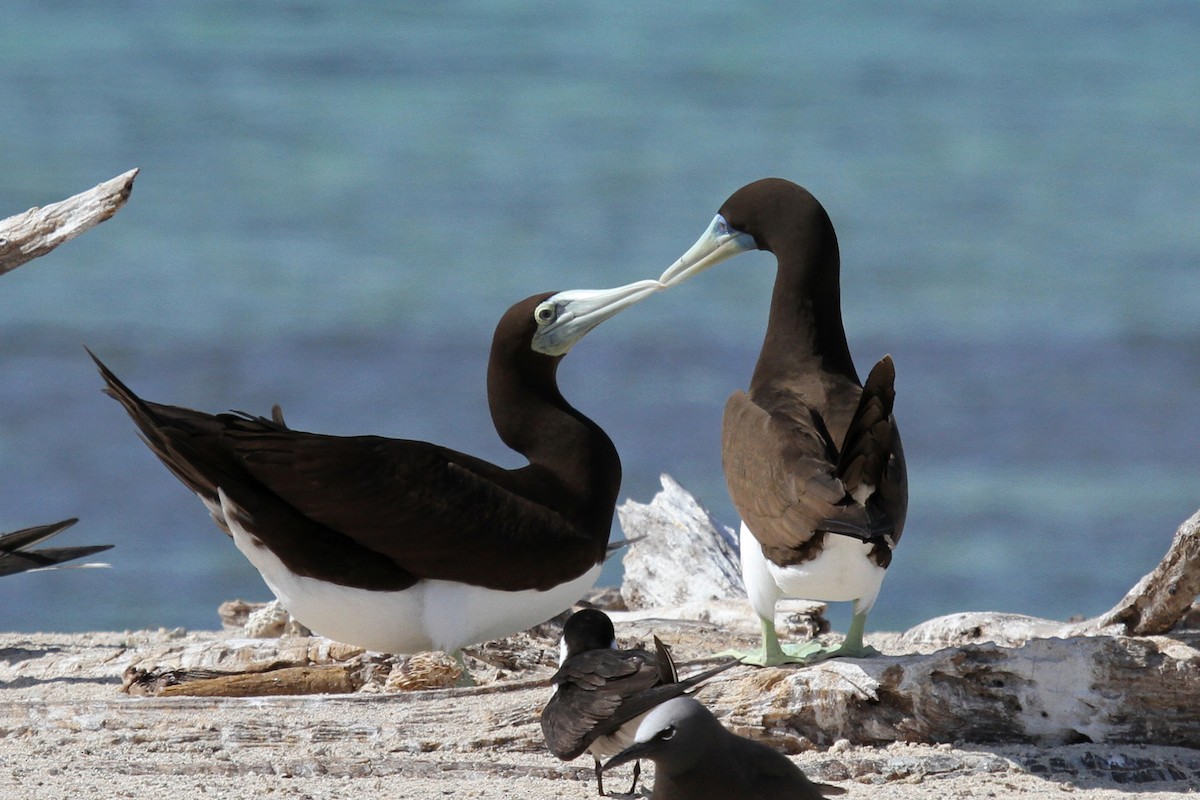 Brown Booby - ML54426041