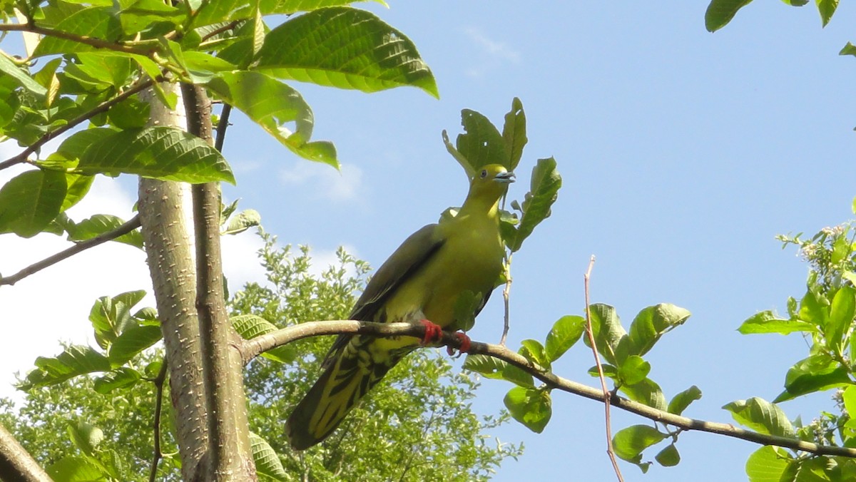 Wedge-tailed Green-Pigeon - ML54426091