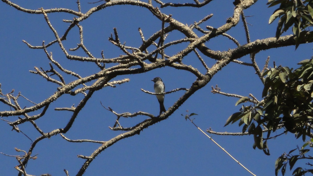 White-bellied Drongo - Caissey Na-Nush
