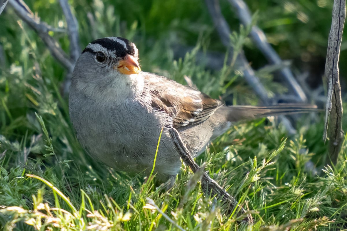 White-crowned Sparrow - Dylan Buell