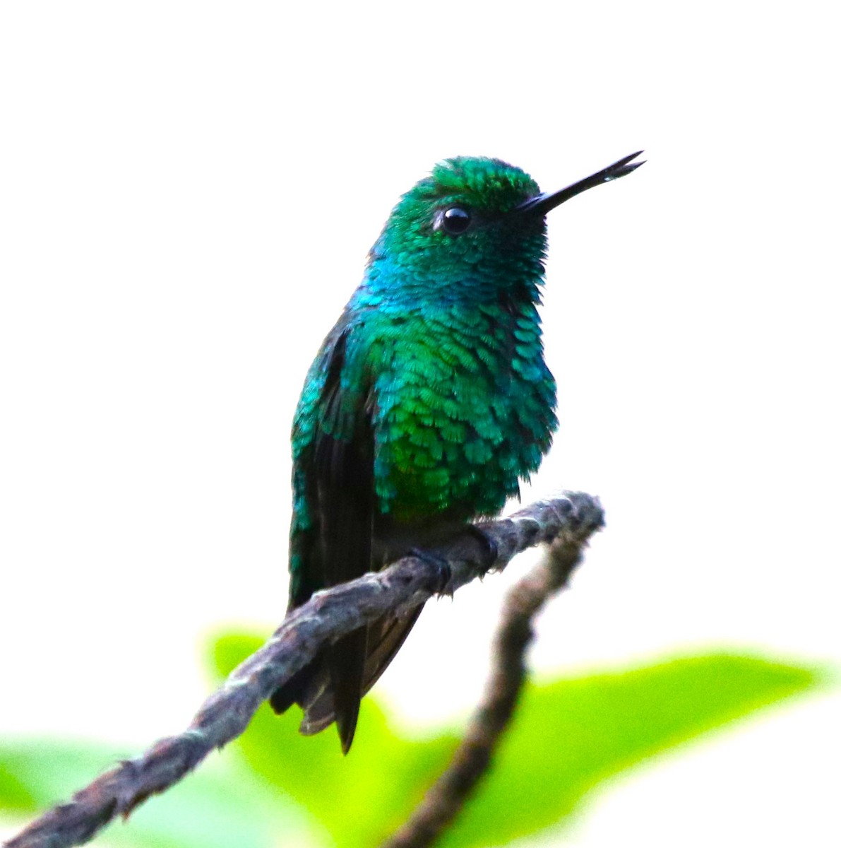 Blue-tailed Emerald - ML544271411