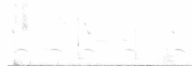 Weißbrustkleiber (aculeata/alexandrae) - ML544271981