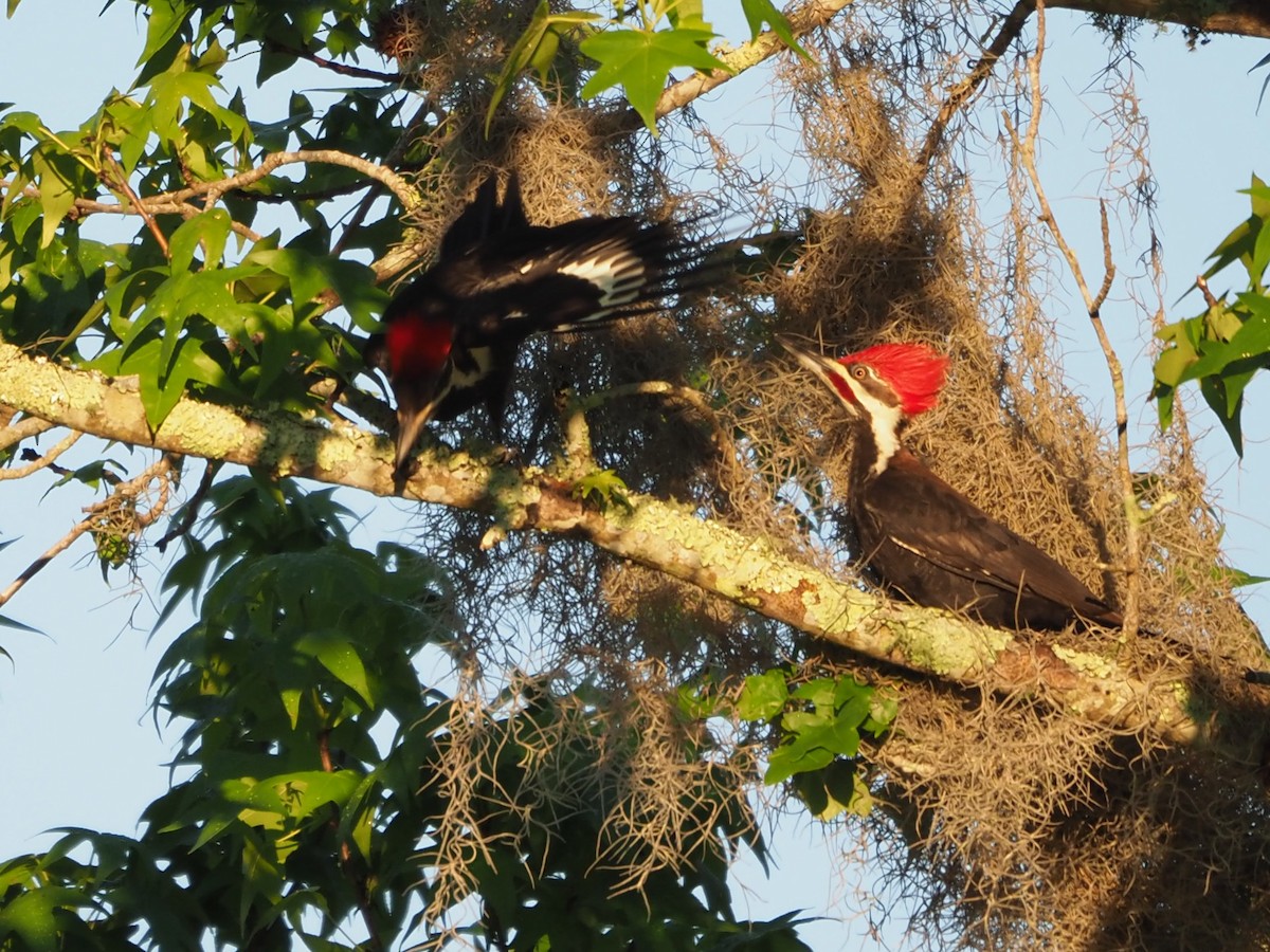 Pileated Woodpecker - ML544273551