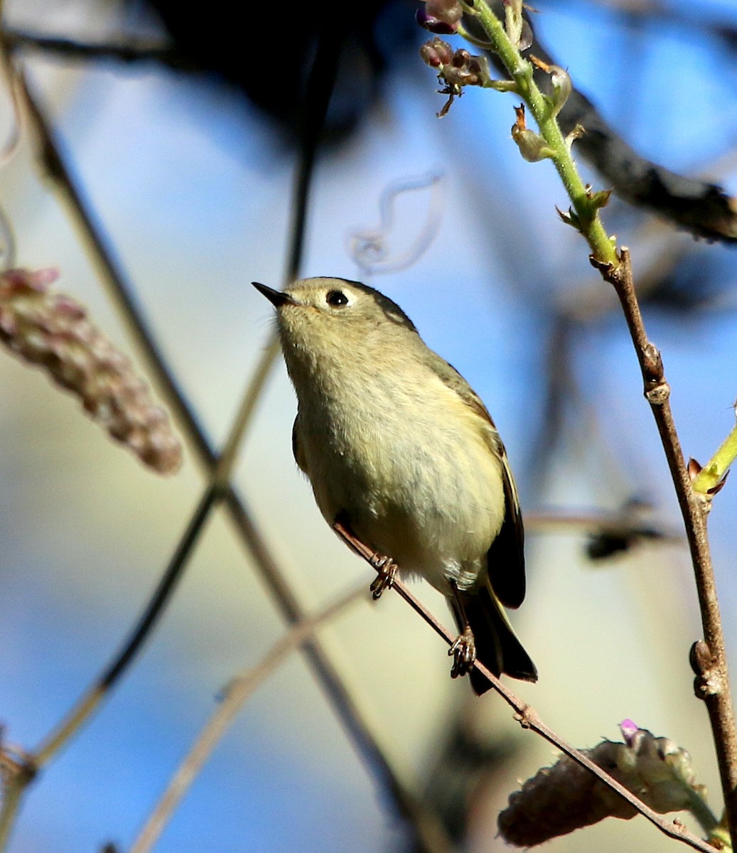 North Carolina Bird Atlas Checklist - 11 Mar 2023 - NCBA Santee Road ...