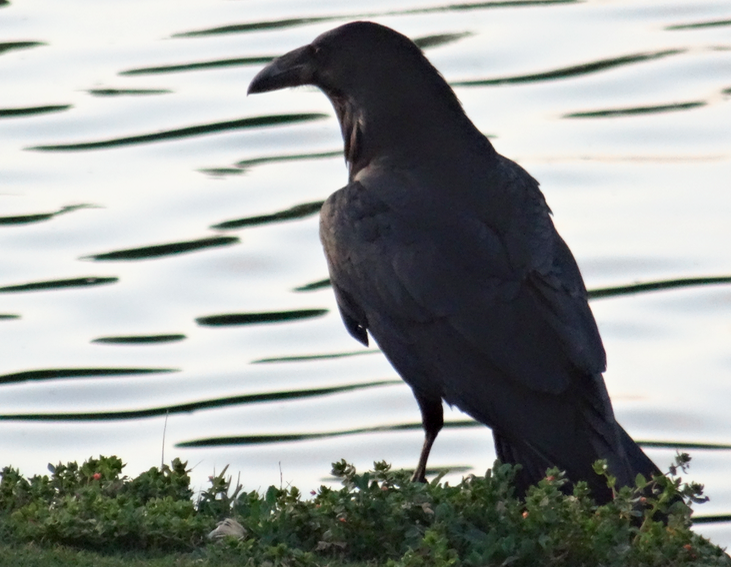 Common Raven - Angie Trumbo