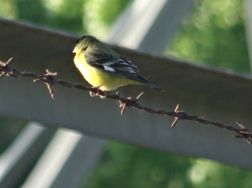 Lesser Goldfinch - Angie Trumbo