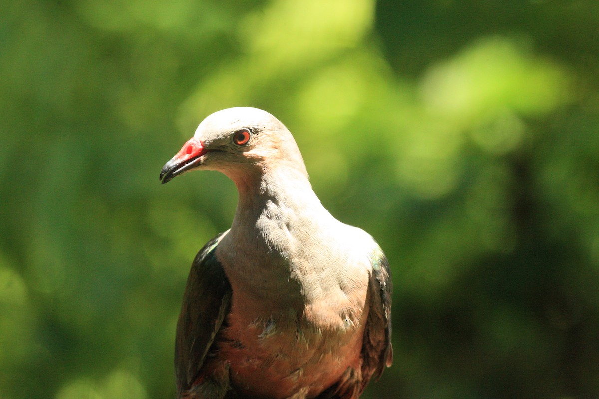 Red-knobbed Imperial-Pigeon - ML54428251