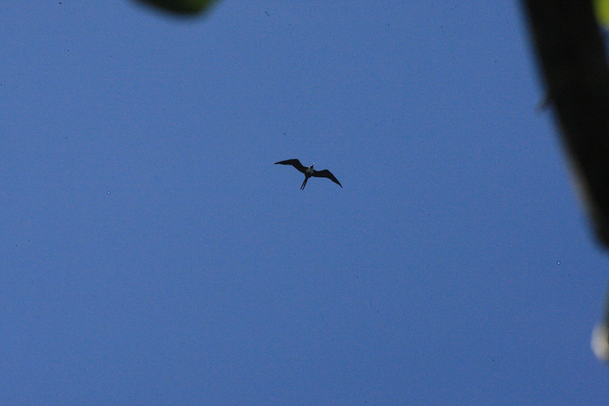 Lesser Frigatebird - ML54428281
