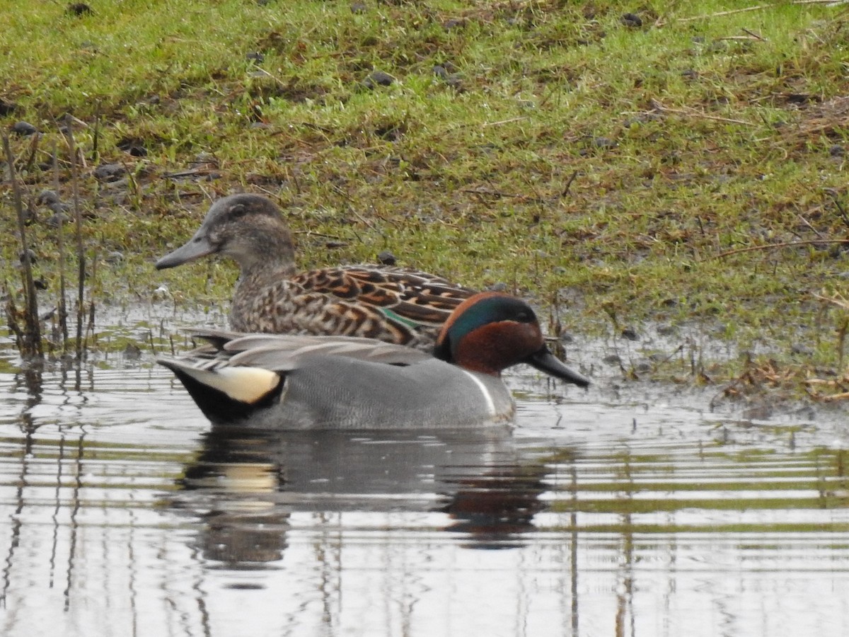 Green-winged Teal - ML544284821